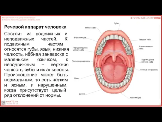 Речевой аппарат человека Состоит из подвижных и непо­движных частей. К подвижным частям