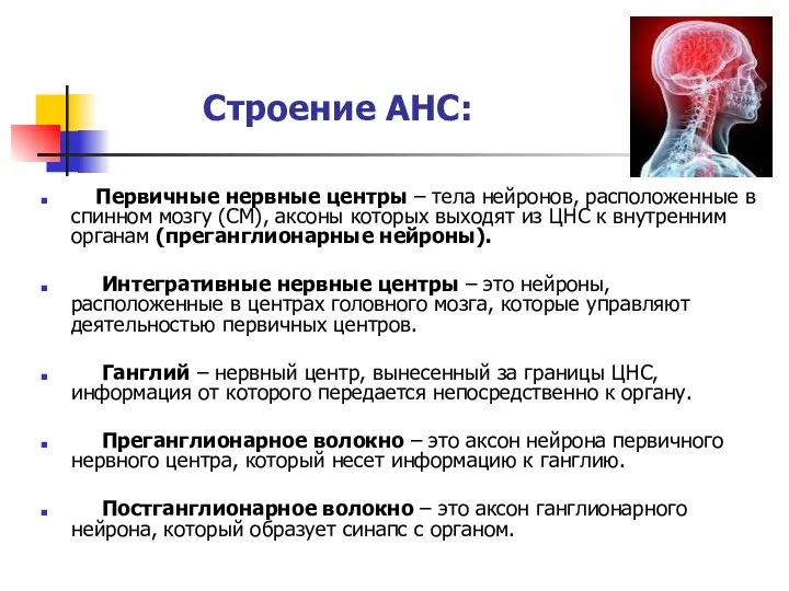 Строение АНС: Первичные нервные центры – тела нейронов, расположенные в спинном мозгу