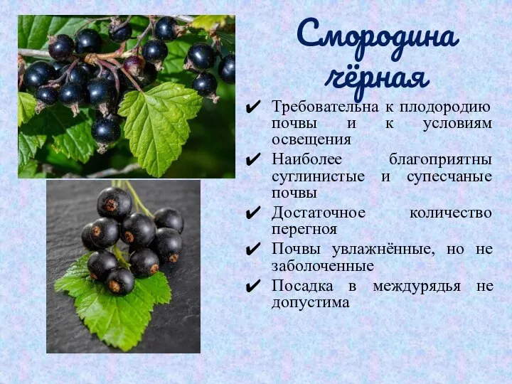 Смородина чёрная Требовательна к плодородию почвы и к условиям освещения Наиболее благоприятны