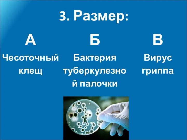 3. Размер: