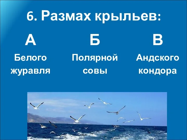 6. Размах крыльев: