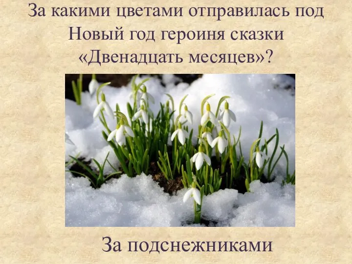 За какими цветами отправилась под Новый год героиня сказки «Двенадцать месяцев»? За подснежниками