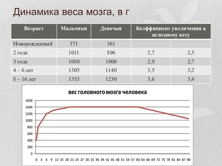 Динамика веса мозга, в г