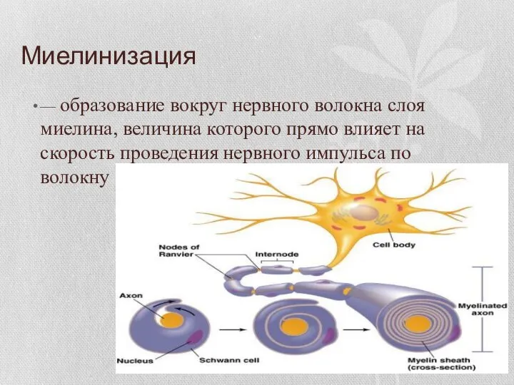 Миелинизация — образование вокруг нервного волокна слоя миелина, величина которого прямо влияет