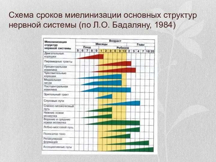 Схема сроков миелинизации основных структур нервной системы (по Л.О. Бадаляну, 1984)