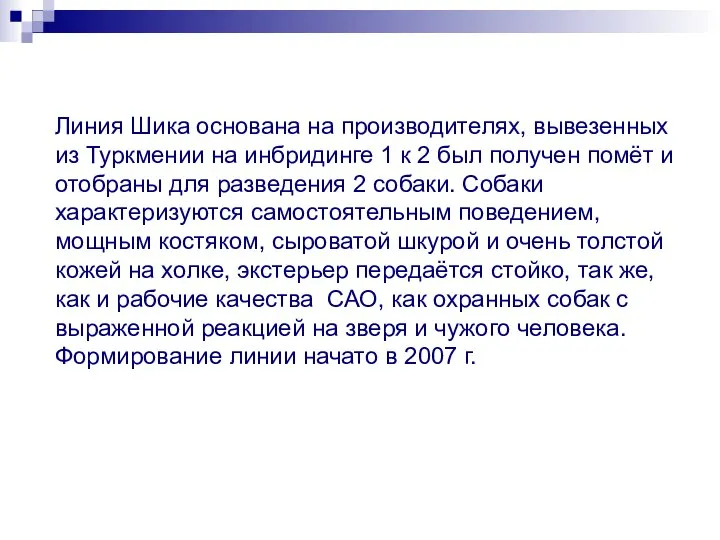 Линия Шика основана на производителях, вывезенных из Туркмении на инбридинге 1 к