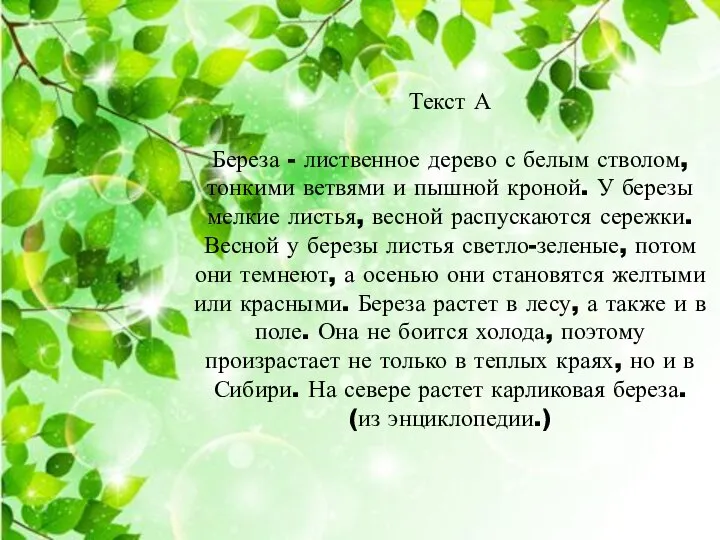 Текст А Береза - лиственное дерево с белым стволом, тонкими ветвями и