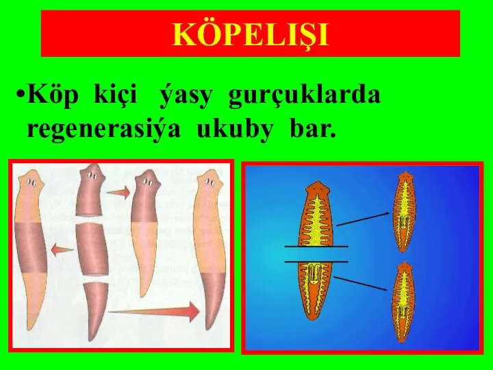 Köp kiçi ýasy gurçuklarda regenerasiýa ukuby bar. KÖPELIŞI