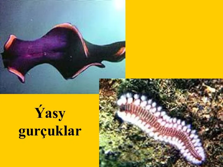 Ýasy gurçuklar