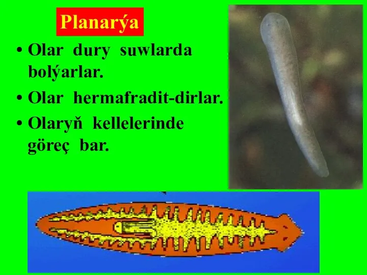 Planarýa Olar dury suwlarda bolýarlar. Olar hermafradit-dirlar. Olaryň kellelerinde göreç bar.