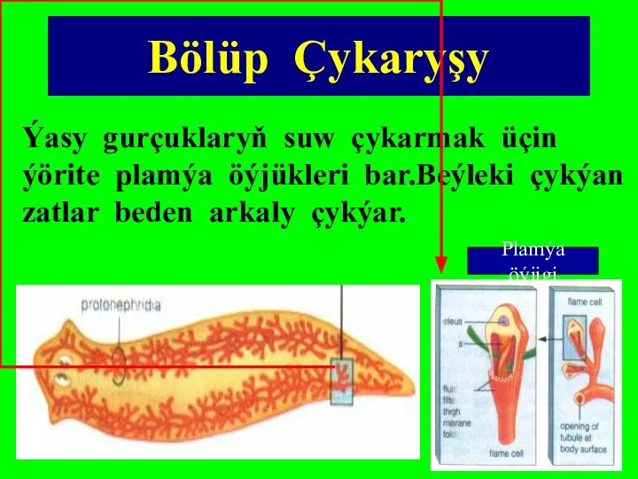 Bölüp Çykaryşy Ýasy gurçuklaryň suw çykarmak üçin ýörite plamýa öýjükleri bar.Beýleki çykýan zatlar beden arkaly çykýar.