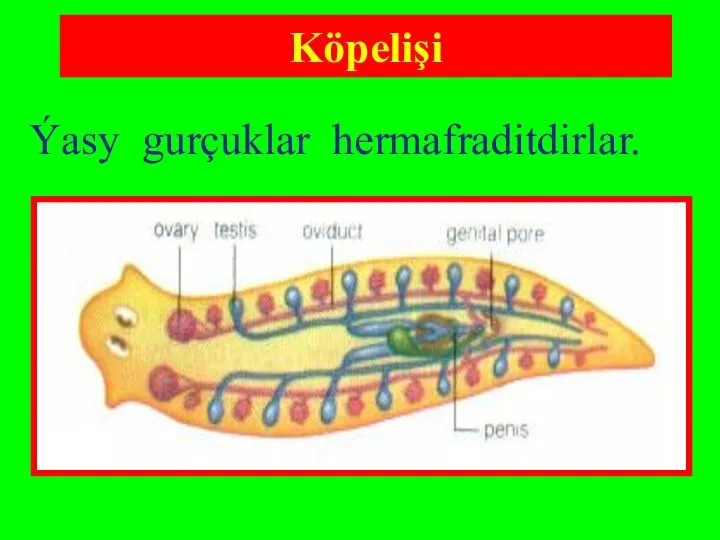 Köpelişi Ýasy gurçuklar hermafraditdirlar.