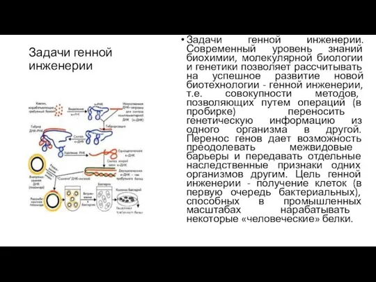 Задачи генной инженерии Задачи генной инженерии.Современный уровень знаний биохимии, молекулярной биологии и