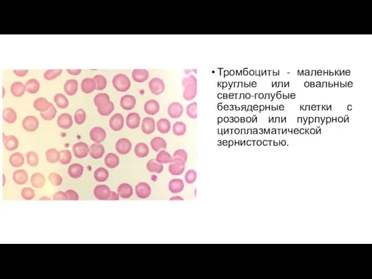 Тромбоциты - маленькие круглые или овальные светло-голубые безъядерные клетки с розовой или пурпурной цитоплазматической зернистостью.