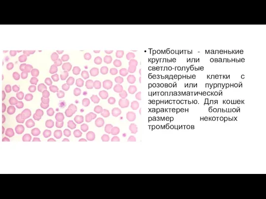 Тромбоциты - маленькие круглые или овальные светло-голубые безъядерные клетки с розовой или