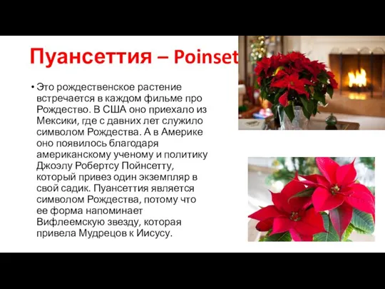 Пуансеттия – Poinsettia Это рождественское растение встречается в каждом фильме про Рождество.