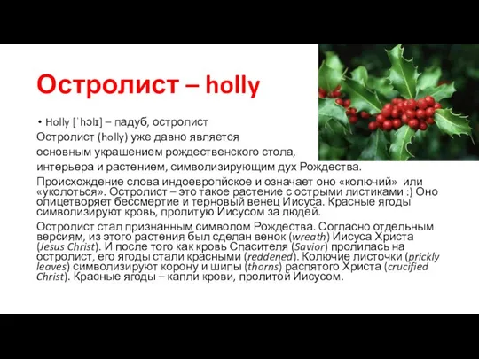 Остролист – holly Holly [ˈhɔlɪ] – падуб, остролист Остролист (holly) уже давно