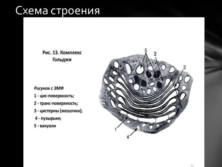 Схема строения