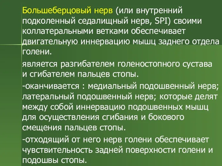 Большеберцовый нерв (или внутренний подколенный седалищный нерв, SPI) своими коллатеральными ветками обеспечивает