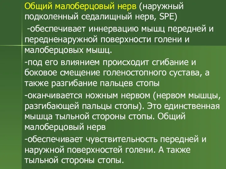 Общий малоберцовый нерв (наружный подколенный седалищный нерв, SPE) -обеспечивает иннервацию мышц передней