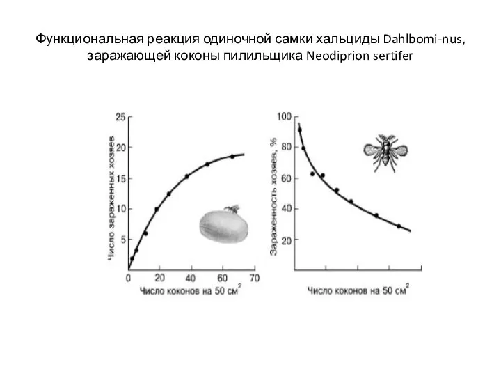 Функциональная реакция одиночной самки хальциды Dahlbomi-nus, заражающей коконы пилильщика Neodiprion sertifer