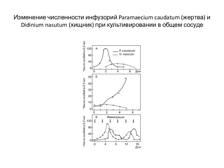 Изменение численности инфузорий Paramaecium caudatum (жертва) и Didinium nasutum (хищник) при культивировании в общем сосуде