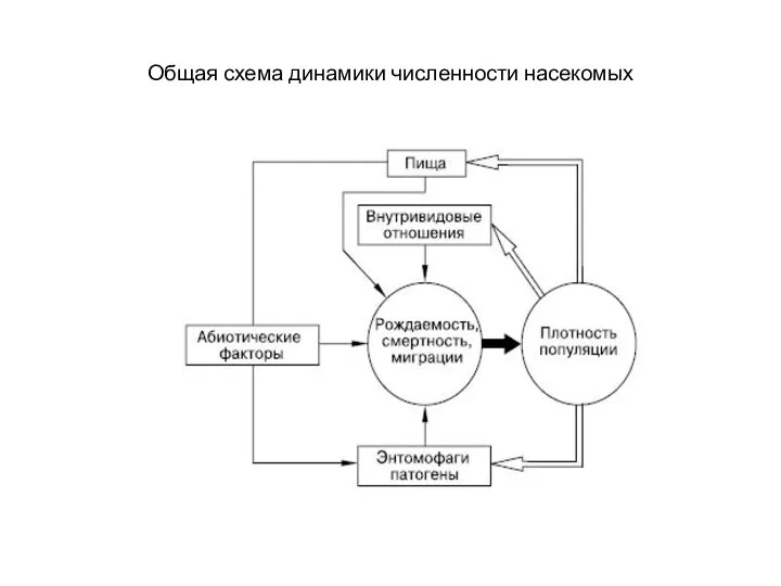 Общая схема динамики численности насекомых