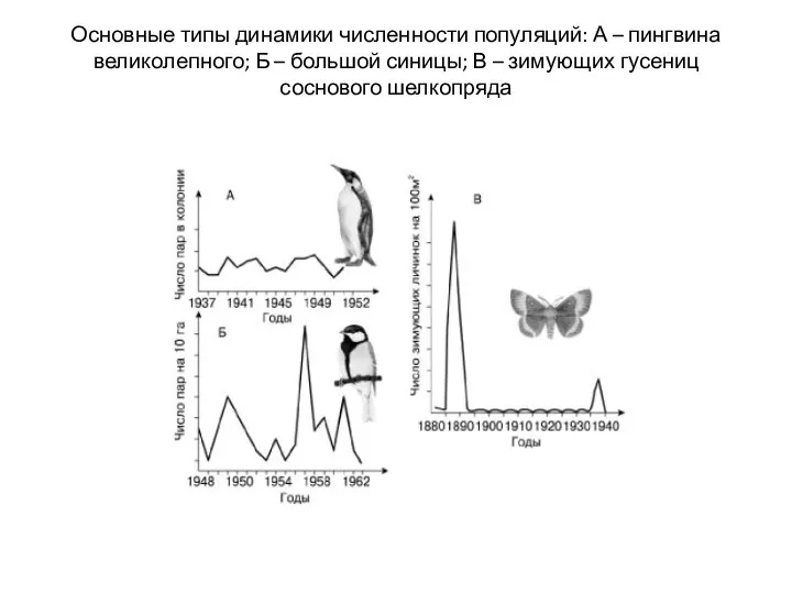 Основные типы динамики численности популяций: А – пингвина великолепного; Б – большой