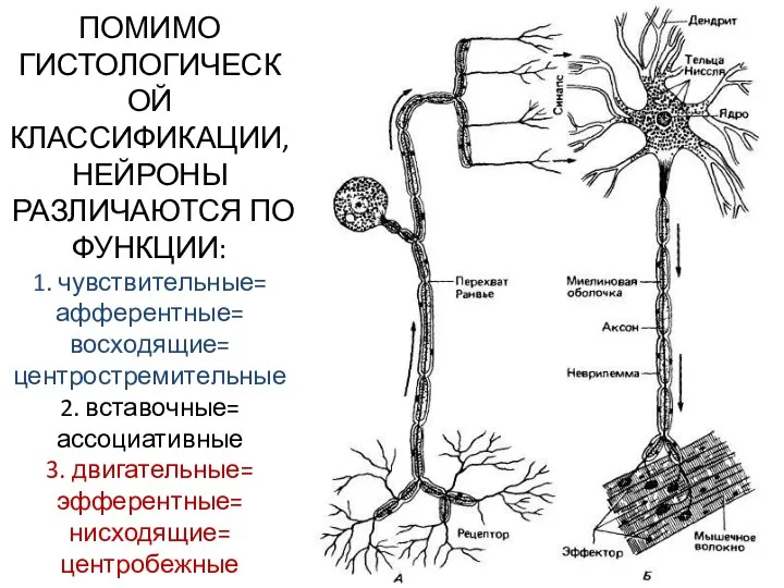 ПОМИМО ГИСТОЛОГИЧЕСКОЙ КЛАССИФИКАЦИИ, НЕЙРОНЫ РАЗЛИЧАЮТСЯ ПО ФУНКЦИИ: 1. чувствительные= афферентные= восходящие= центростремительные