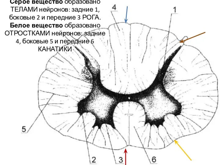 Серое вещество образовано ТЕЛАМИ нейронов: задние 1, боковые 2 и передние 3