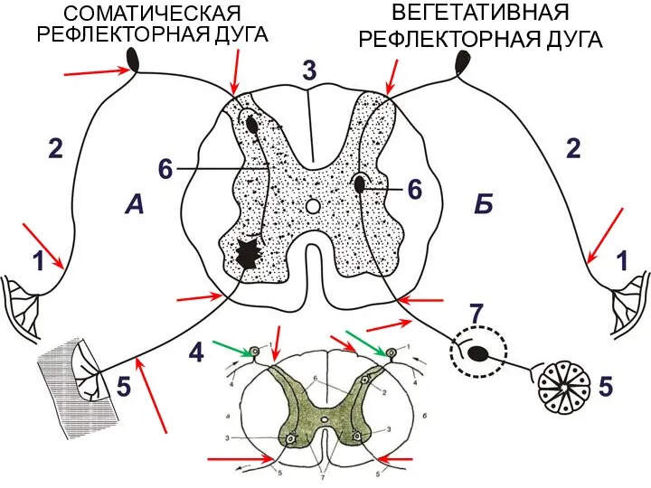 СОМАТИЧЕСКАЯ РЕФЛЕКТОРНАЯ ДУГА ВЕГЕТАТИВНАЯ РЕФЛЕКТОРНАЯ ДУГА