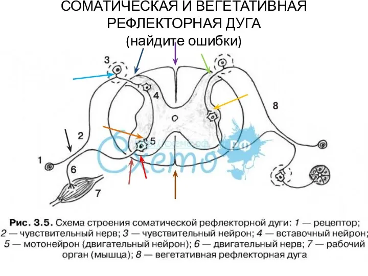 СОМАТИЧЕСКАЯ И ВЕГЕТАТИВНАЯ РЕФЛЕКТОРНАЯ ДУГА (найдите ошибки)