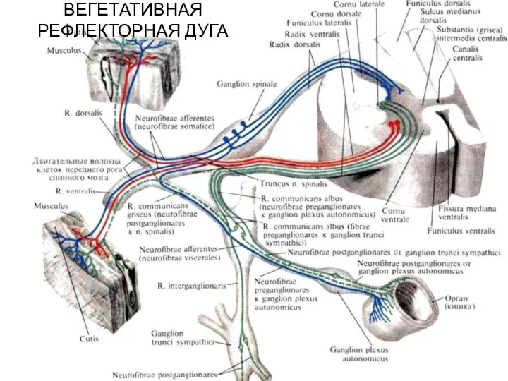 ВЕГЕТАТИВНАЯ РЕФЛЕКТОРНАЯ ДУГА