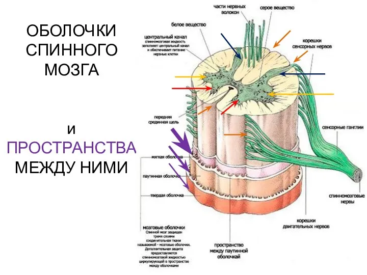 ОБОЛОЧКИ СПИННОГО МОЗГА и ПРОСТРАНСТВА МЕЖДУ НИМИ