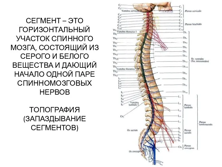 СЕГМЕНТ – ЭТО ГОРИЗОНТАЛЬНЫЙ УЧАСТОК СПИННОГО МОЗГА, СОСТОЯЩИЙ ИЗ СЕРОГО И БЕЛОГО