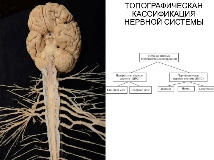 ТОПОГРАФИЧЕСКАЯ КАССИФИКАЦИЯ НЕРВНОЙ СИСТЕМЫ