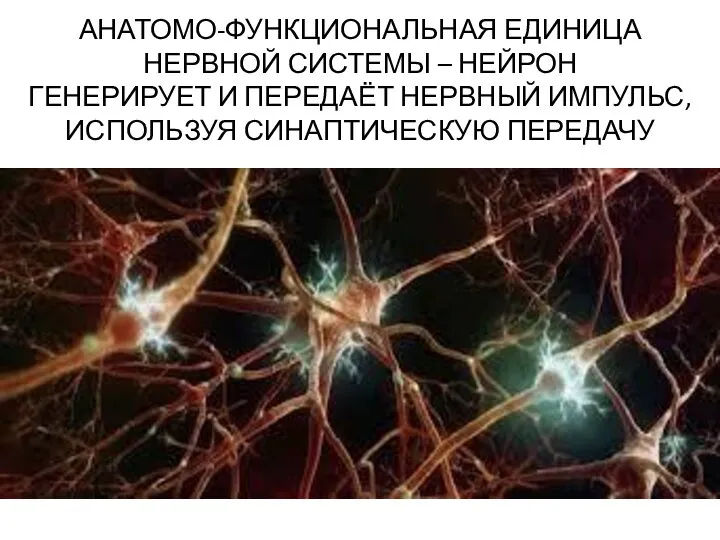 АНАТОМО-ФУНКЦИОНАЛЬНАЯ ЕДИНИЦА НЕРВНОЙ СИСТЕМЫ – НЕЙРОН ГЕНЕРИРУЕТ И ПЕРЕДАЁТ НЕРВНЫЙ ИМПУЛЬС, ИСПОЛЬЗУЯ СИНАПТИЧЕСКУЮ ПЕРЕДАЧУ