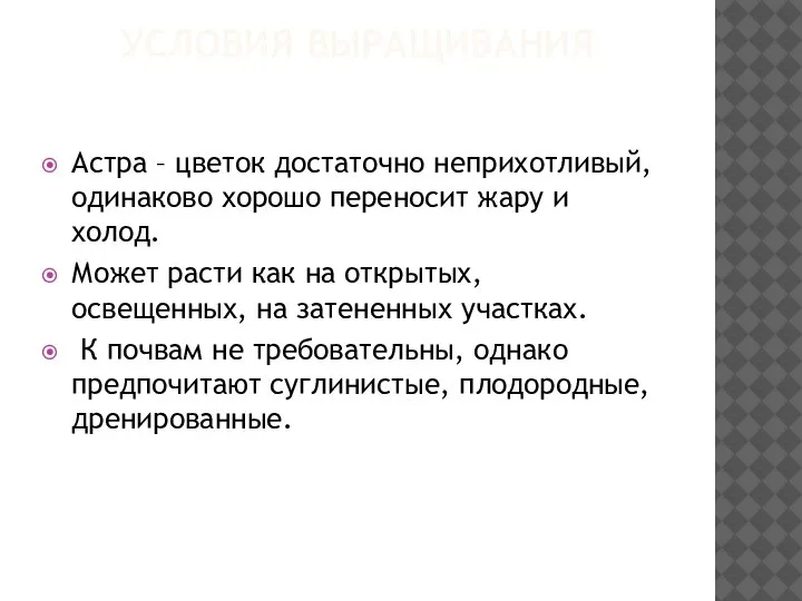 УСЛОВИЯ ВЫРАЩИВАНИЯ Астра – цветок достаточно неприхотливый, одинаково хорошо переносит жару и