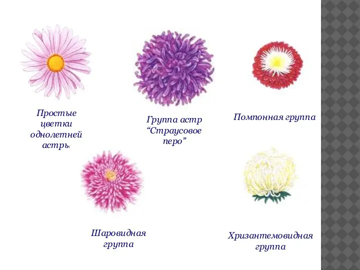 Группа астр “Страусовое перо” Простые цветки однолетней астры Помпонная группа Шаровидная группа Хризантемовидная группа