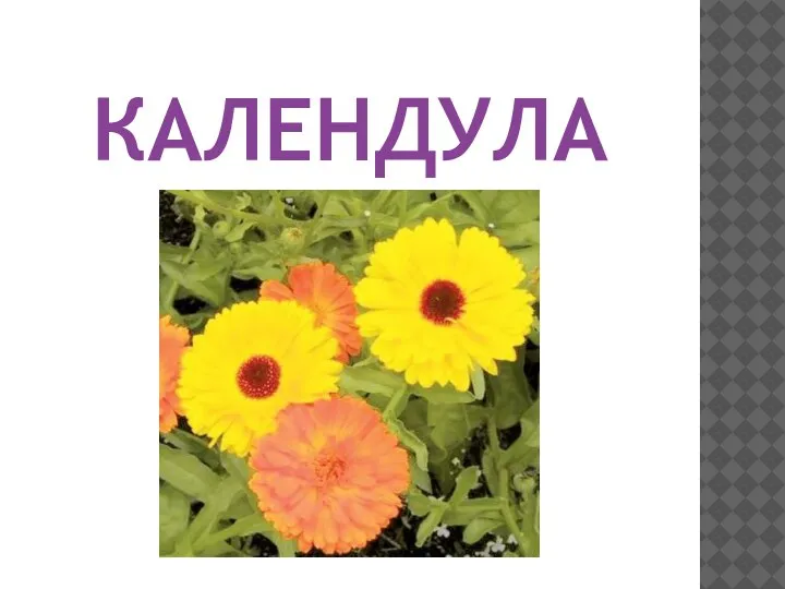 КАЛЕНДУЛА