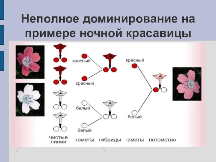 Неполное доминирование на примере ночной красавицы