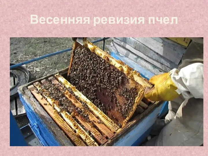 Весенняя ревизия пчел