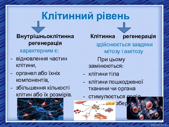 Клітинний рівень Внутрішньоклітинна регенерація характерним є: відновлення частин клітини, органел або їхніх