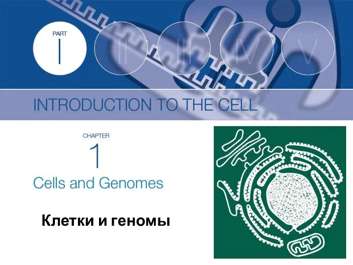 Клетки и геномы