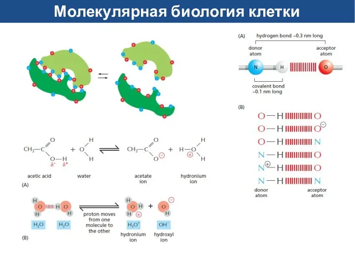 Молекулярная биология клетки