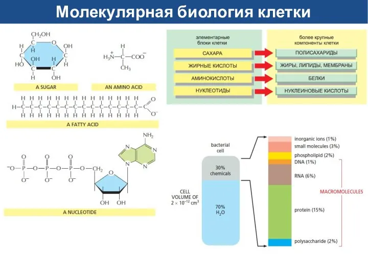 Молекулярная биология клетки