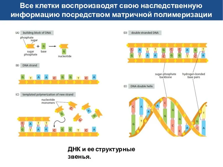 Все клетки воспроизводят свою наследственную информацию посредством матричной полимеризации ДНК и ее структурные звенья.