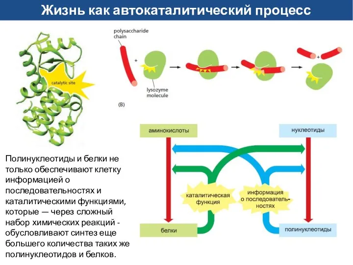 Жизнь как автокаталитический процесс Полинуклеотиды и белки не только обеспечивают клетку информацией