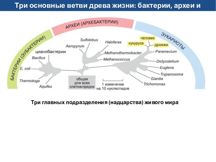 Три основные ветви древа жизни: бактерии, археи и эукариоты Три главных подразделения (надцарства) живого мира