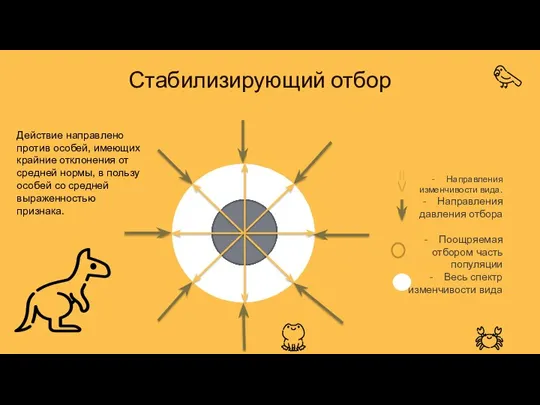 Стабилизирующий отбор Направления изменчивости вида. Направления давления отбора Поощряемая отбором часть популяции